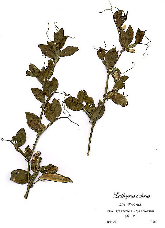 Lathyrus ochrus