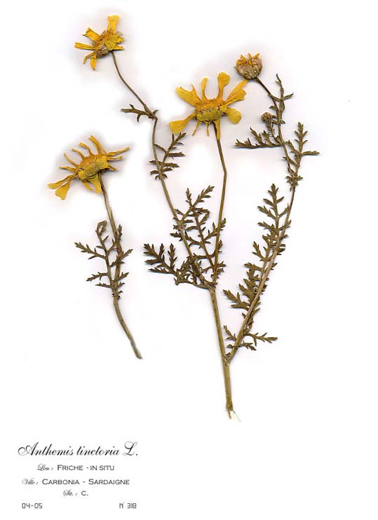 Anthemis tinctoria