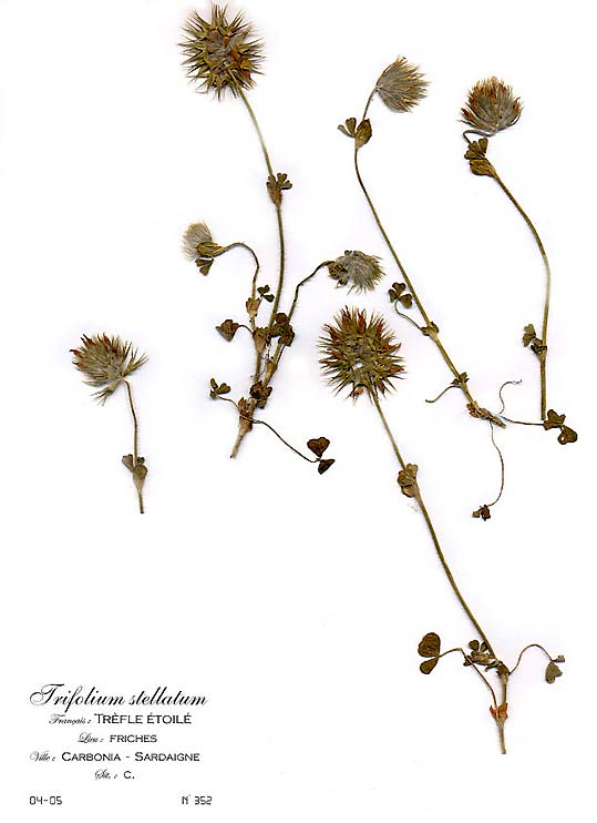 Trifolium stellatum