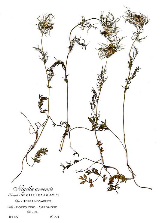 Nigella arvensis