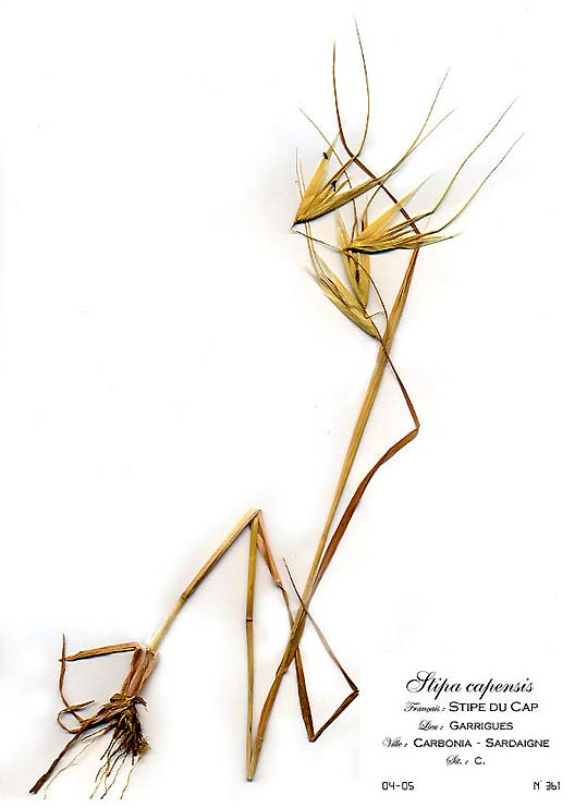 Stipa capensis