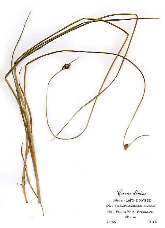 Carex divisa