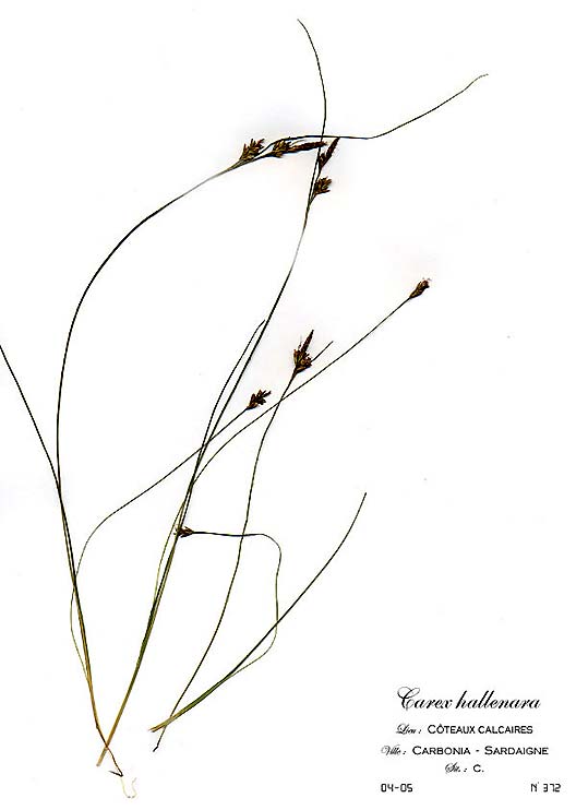 Carex hallenara