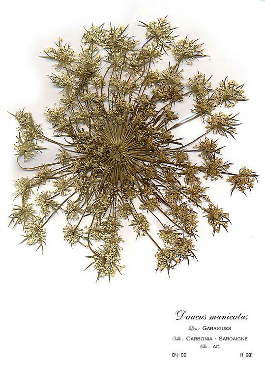 Daucus municatus