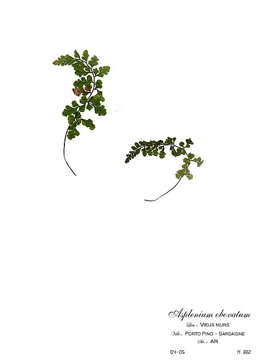 Asplenium obovatum