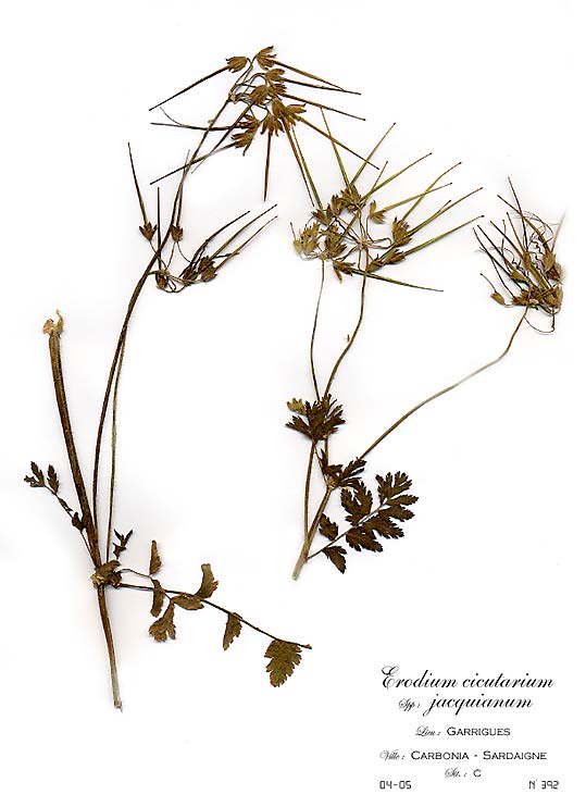 Erodium cicutarium